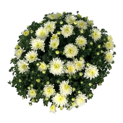 Fall Mum, 10in, Assorted Colours