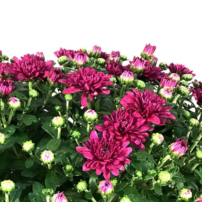Fall Mum, 10in, Assorted Colours