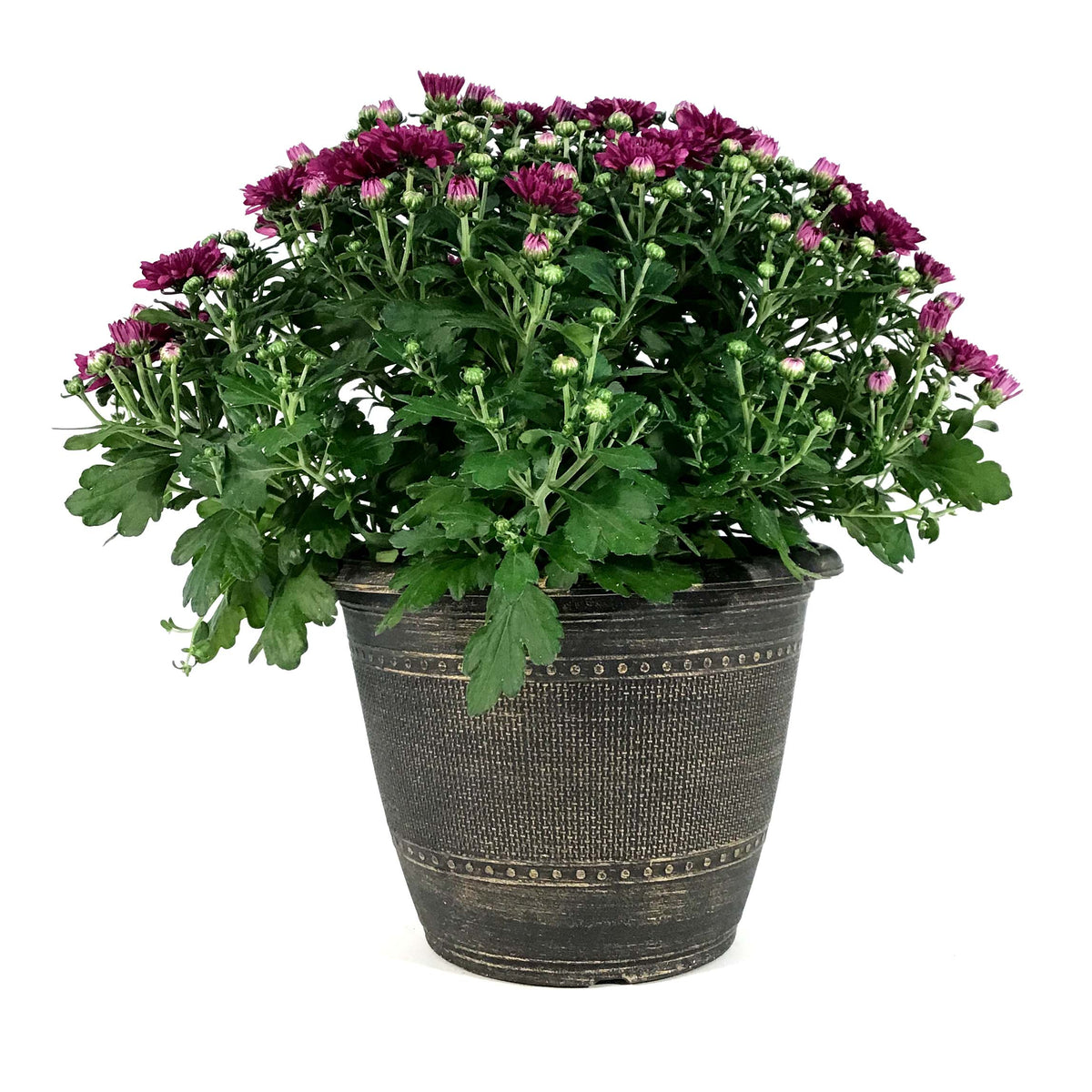 Fall Mum, 10in, Assorted Colours