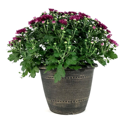 Fall Mum, 10in, Assorted Colours