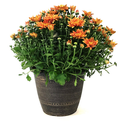 Fall Mum, 10in, Assorted Colours