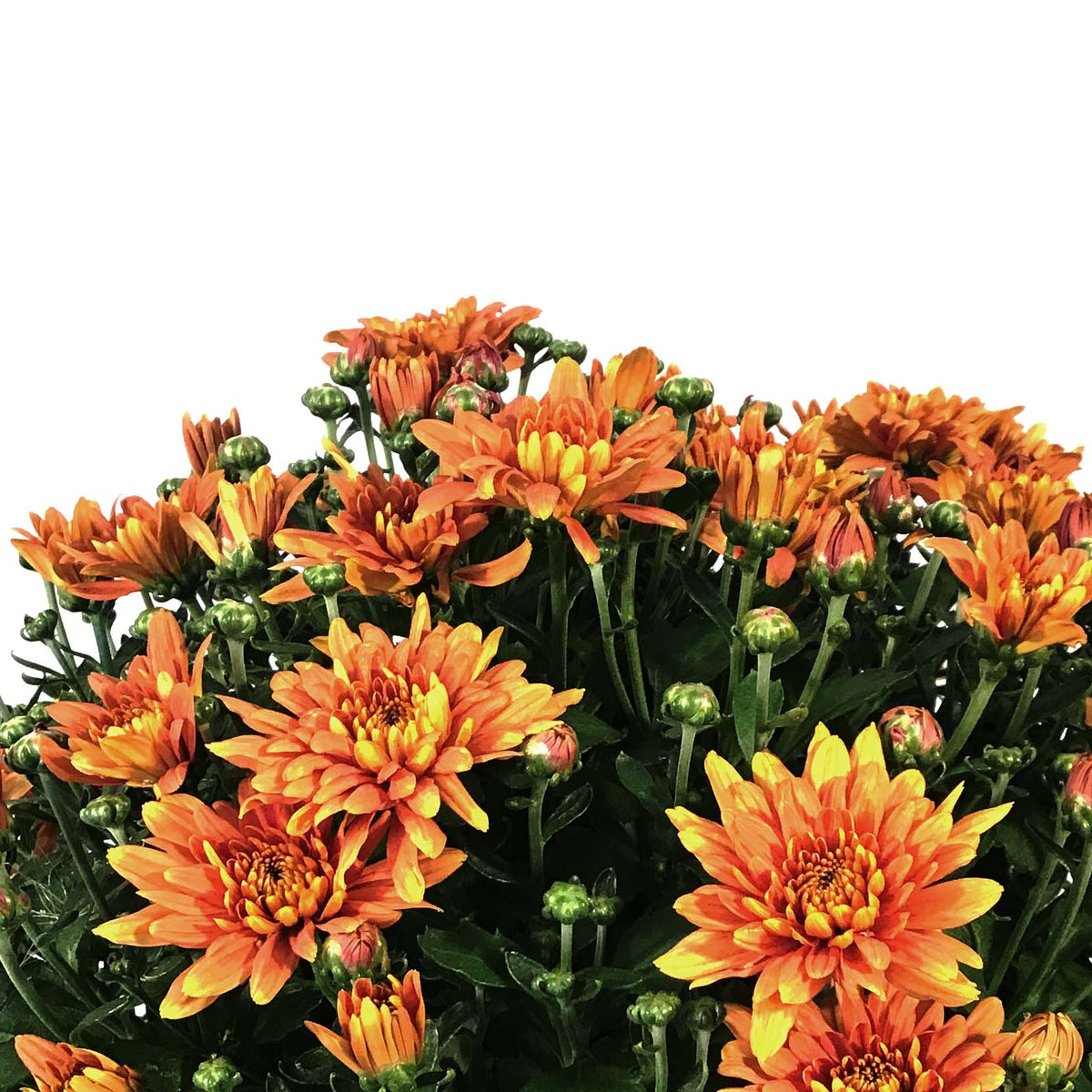 Fall Mum, 10in, Assorted Colours