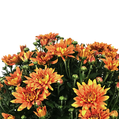 Fall Mum, 10in, Assorted Colours