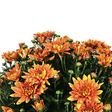 Load image into Gallery viewer, Fall Mum, 10in, Assorted Colours
