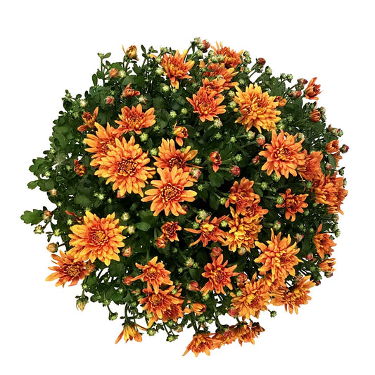 Fall Mum, 10in, Assorted Colours