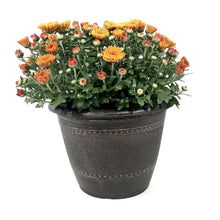 Load image into Gallery viewer, Fall Mum, 10in, Assorted Colours
