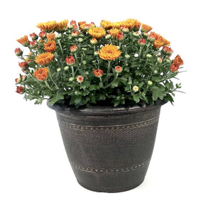 Fall Mum, 10in, Assorted Colours