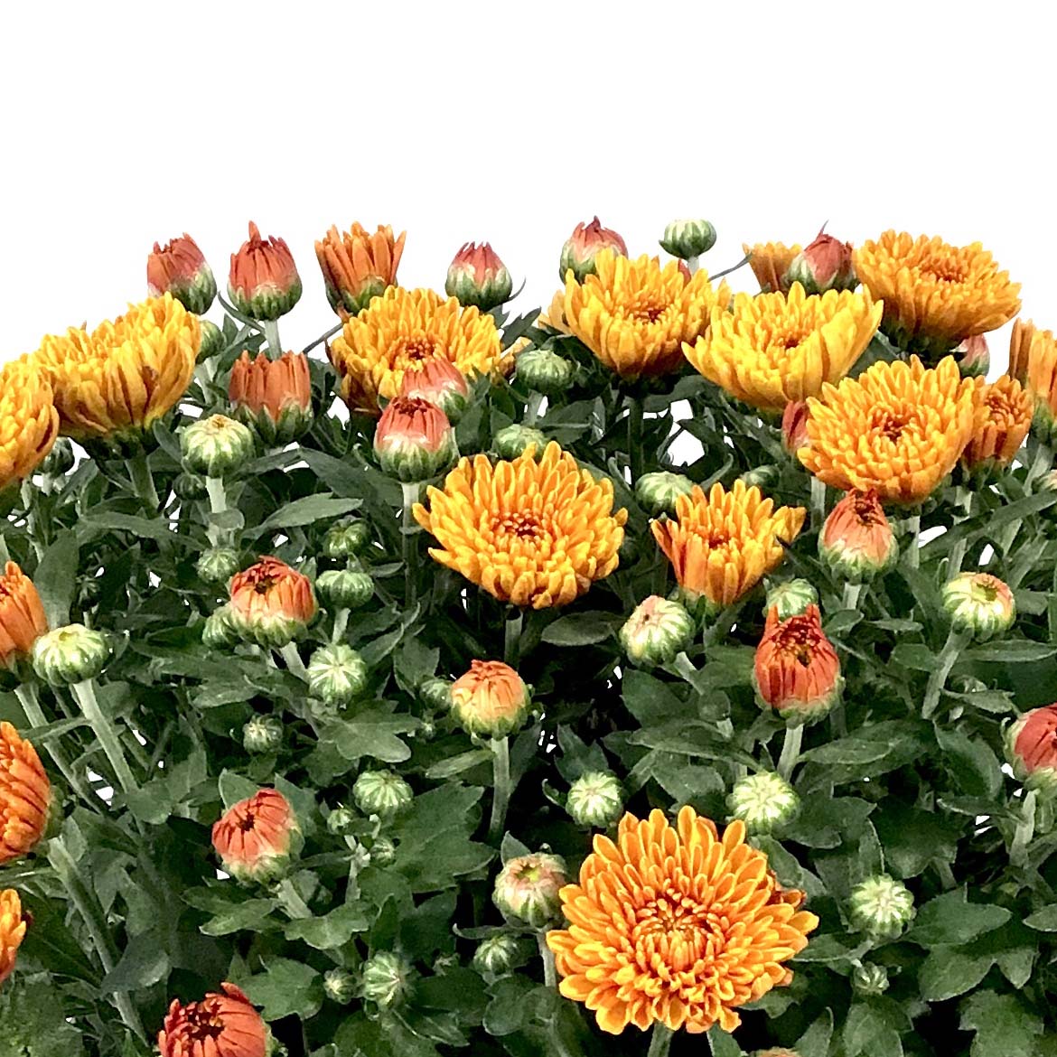 Fall Mum, 10in, Assorted Colours