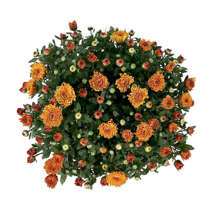 Fall Mum, 10in, Assorted Colours