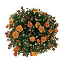 Load image into Gallery viewer, Fall Mum, 10in, Assorted Colours
