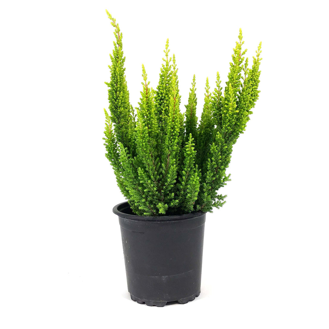 Calluna, 4in, Vulgaris Skyline Las Vegas