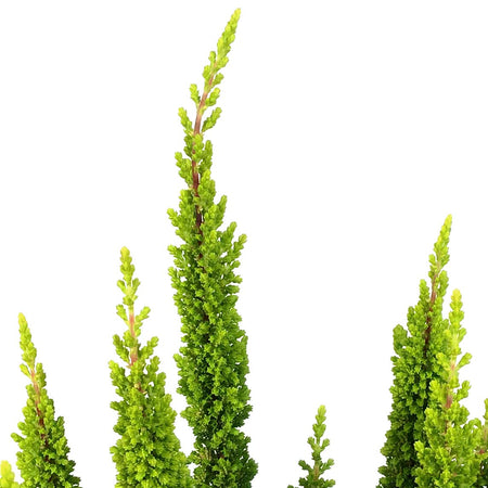 Calluna, 4in, Vulgaris Skyline Las Vegas