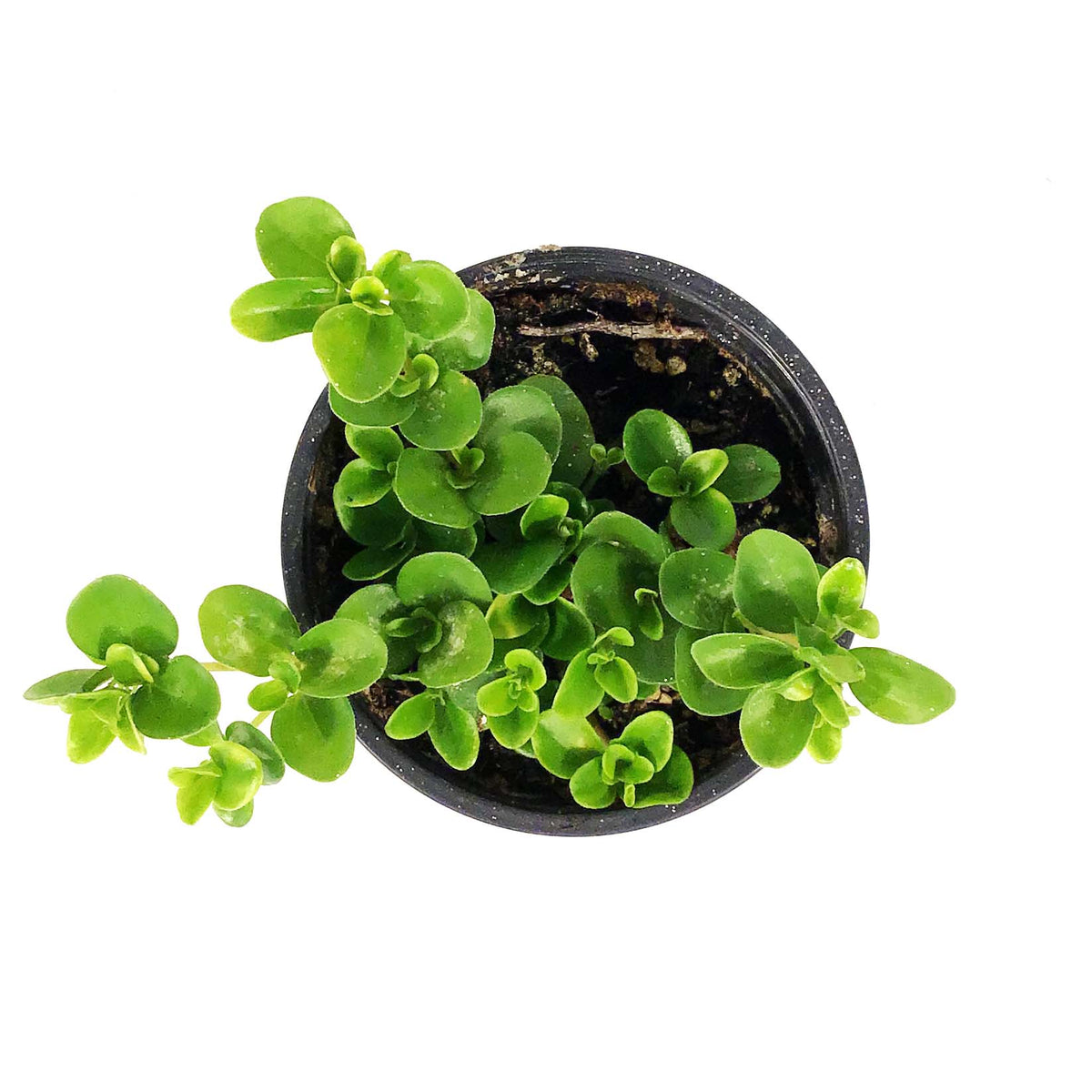 Peperomia, 4in, Jitterbug