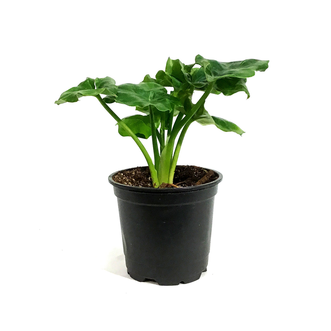 philodendron super atom for sale Philodendron, 4in, Super Atom – Floral Acres Greenhouse & Garden Centre