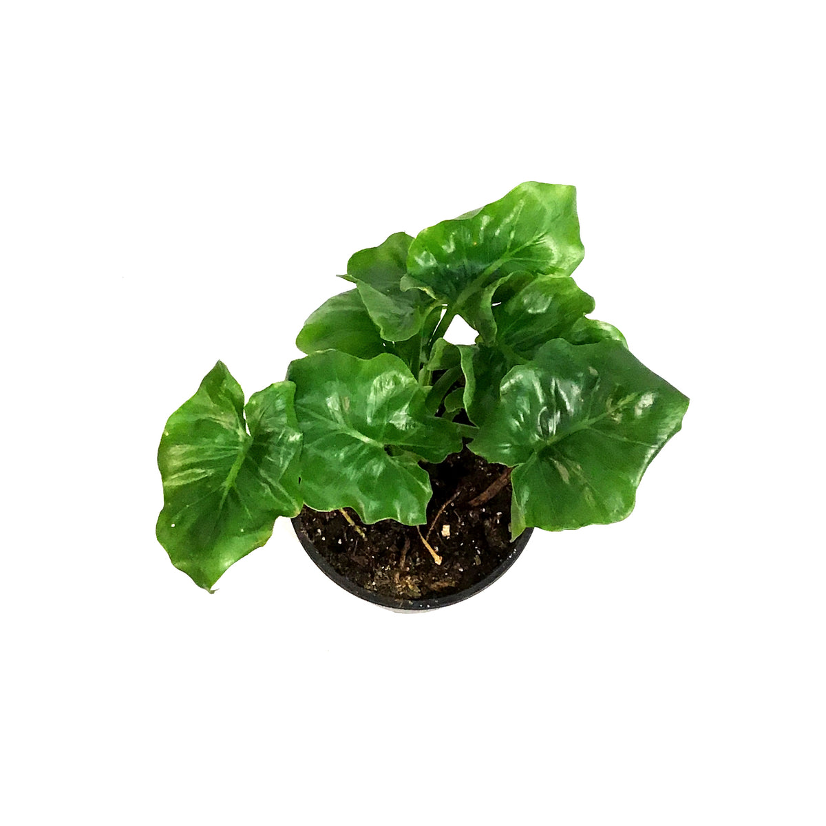 Philodendron, 4in, Super Atom