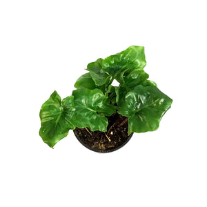 philodendron atom size Philodendron, 4in, Super Atom – Floral Acres Greenhouse & Garden Centre