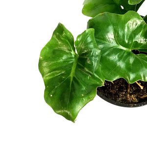 dwarf atom philodendron Philodendron, 4in, Super Atom – Floral Acres Greenhouse & Garden Centre
