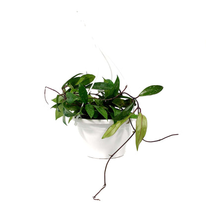 Hoya, 7in HB, Pubicalyx Splash