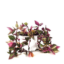 Load image into Gallery viewer, Tradescantia, 3.5in, Rainbow
