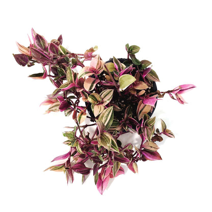 Tradescantia, 3.5in, Rainbow
