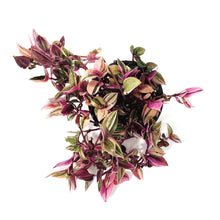 Load image into Gallery viewer, Tradescantia, 3.5in, Rainbow
