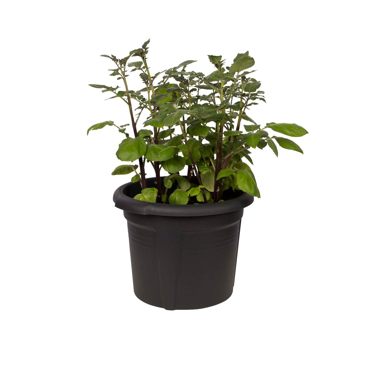 Green Basics Potato Pot, 12in, Black