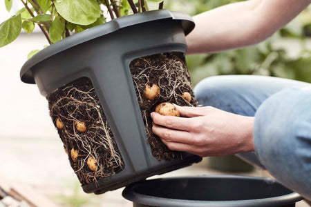 Green Basics Potato Pot, 12in, Black