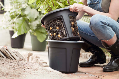 Green Basics Potato Pot, 12in, Black
