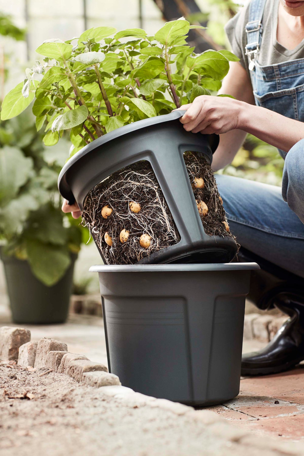 Green Basics Potato Pot, 12in, Black