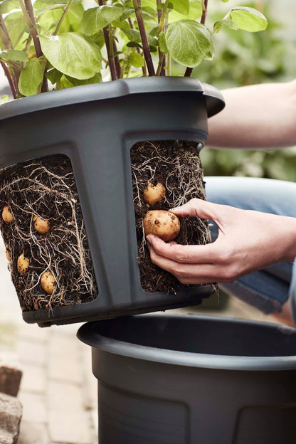 Green Basics Potato Pot, 12in, Black