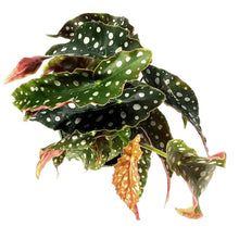Load image into Gallery viewer, Begonia, 4in, Maculata Polka Dot
