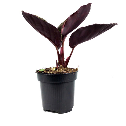Calathea, 4in, Princess Jessie