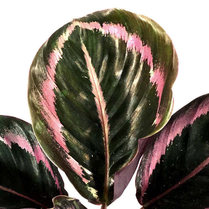 Calathea, 4in, Princess Jessie