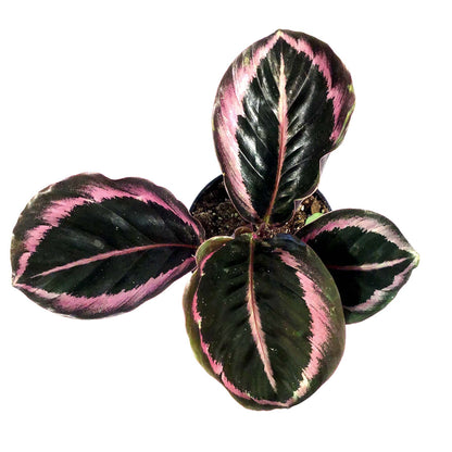 Calathea, 4in, Princess Jessie