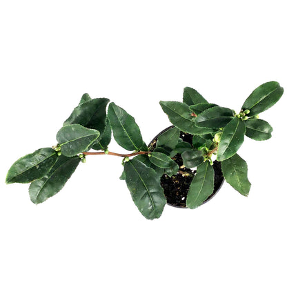 Camellia, 4in, Tea Plant