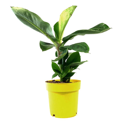 Banana, 7.5in, Dwarf Cavendish