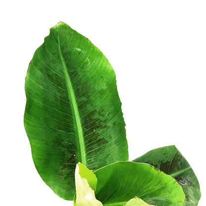 Banana, 7.5in, Dwarf Cavendish