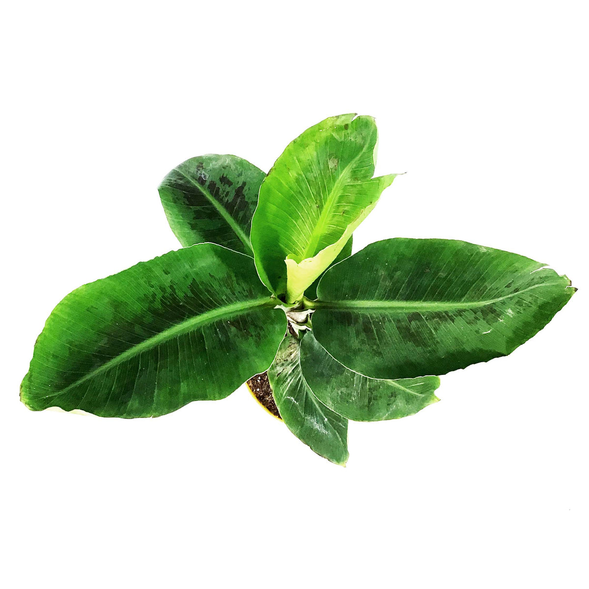 Banana, 7.5in, Dwarf Cavendish