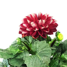 Load image into Gallery viewer, Annual, 7.5in, Dahlia
