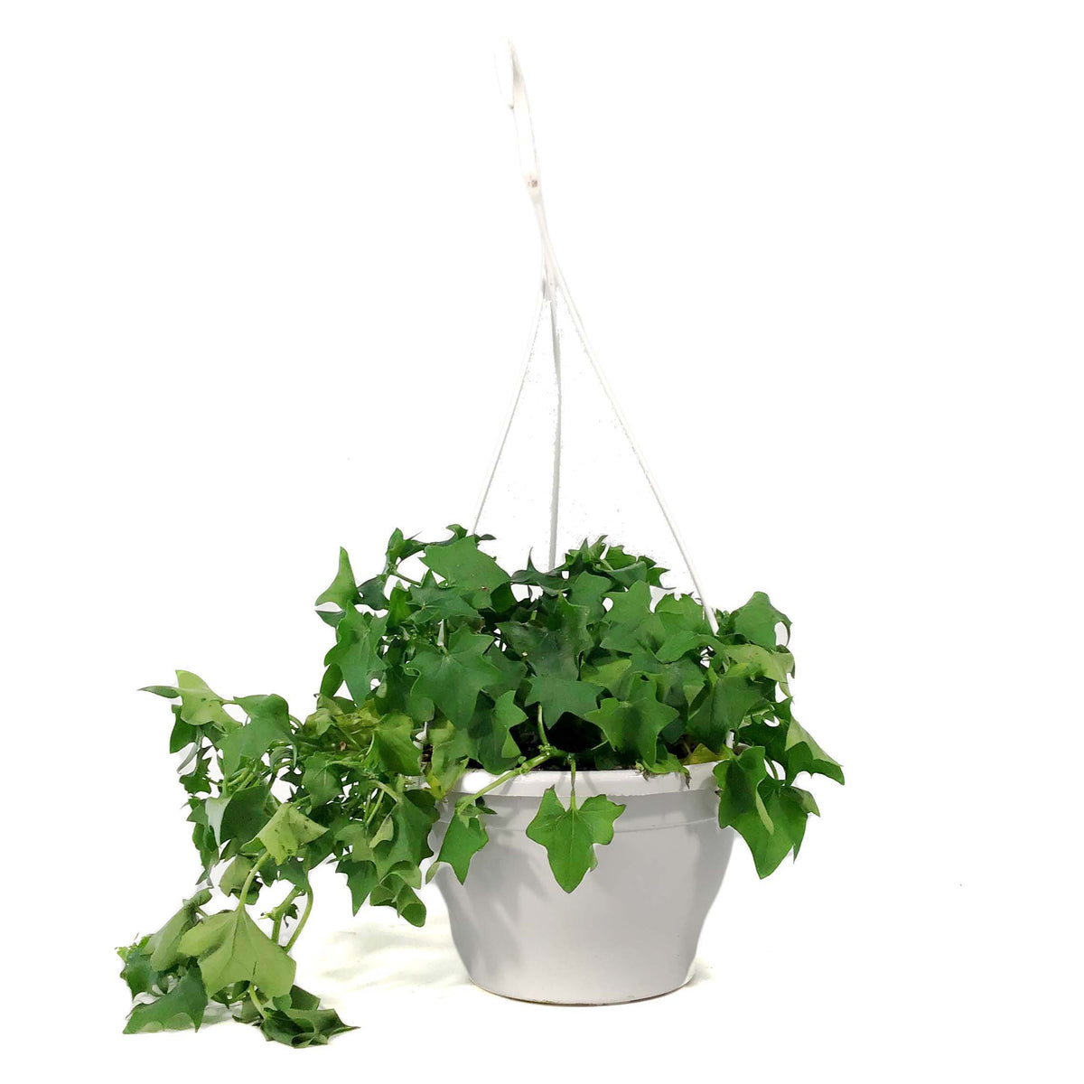 Ivy, 7.5in Hanging Basket, German Green