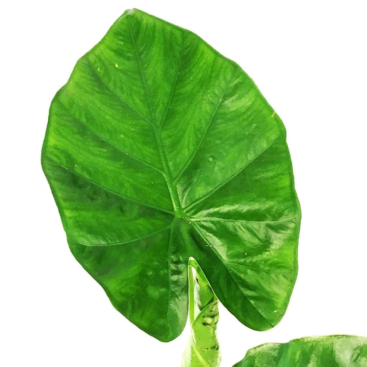 Alocasia, 7.5in, Macrorrhiza