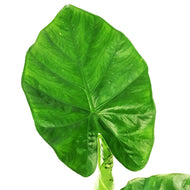 Alocasia, 7.5in, Macrorrhiza