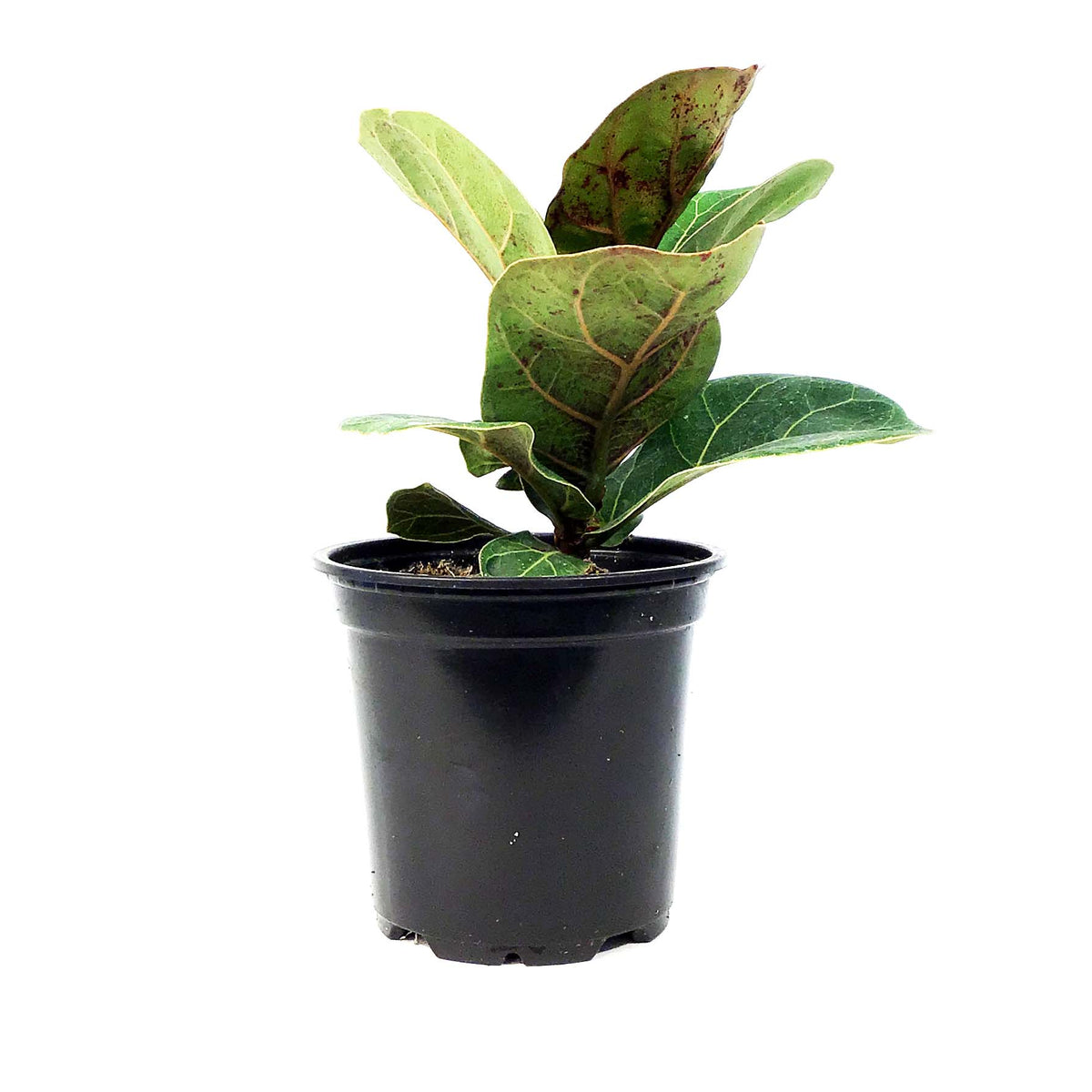 Ficus, 4in, Lyrata Bambino Fiddle Leaf Fig