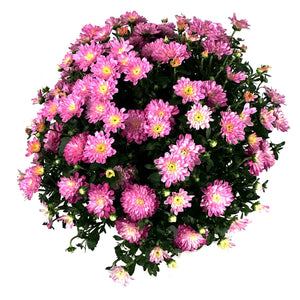 Fall Mum, 1 gal, Assorted Colours