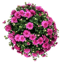 Load image into Gallery viewer, Fall Mum, 1 gal, Assorted Colours
