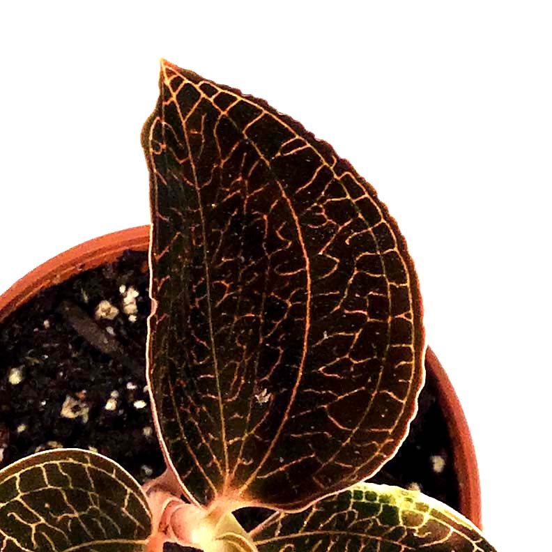 Jewel Orchid, 2.5in, Anoectochilus roxiburgii