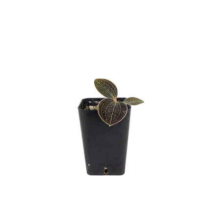 Jewel Orchid, 2.5in, Macodes lowii