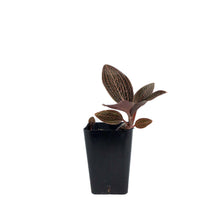 Load image into Gallery viewer, Jewel Orchid, 2.5in, Ludisia discolor &#39;Spiderman&#39;

