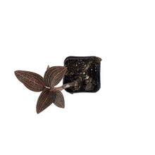 Load image into Gallery viewer, Jewel Orchid, 2.5in, Ludisia discolor &#39;Spiderman&#39;
