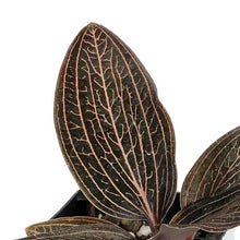 Load image into Gallery viewer, Jewel Orchid, 2.5in, Ludisia discolor &#39;Spiderman&#39;
